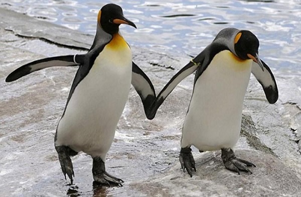Пингвинов-геев выгнали из зоопарка за нелюбовь к самкам